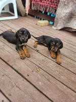 Magenta, a female Bloodhound and Redbone Coonhound for sale in Columbus, OH – 2 of 4