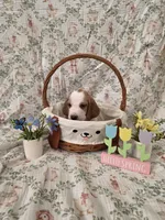 Mongo, a female Basset Hound for sale in Bellaire, OH – Photo 2 of 3