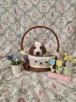 Mongo, a female Basset Hound for sale in Bellaire, OH – Photo 3 of 3