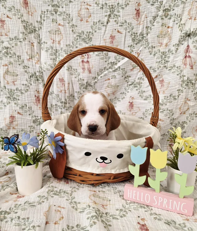 Mongo – Basset Hound puppy for sale in Bellaire, OH