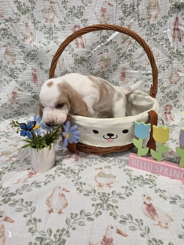 Imani – Basset Hound puppy for sale in Bellaire, OH