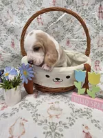 Imani, a female Basset Hound for sale in Bellaire, OH – Photo 2 of 3