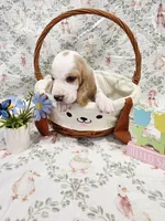 Imani, a female Basset Hound for sale in Bellaire, OH – Photo 3 of 3