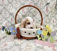 Mordecai, a male Basset Hound for sale in Bellaire, OH – Photo 2 of 6