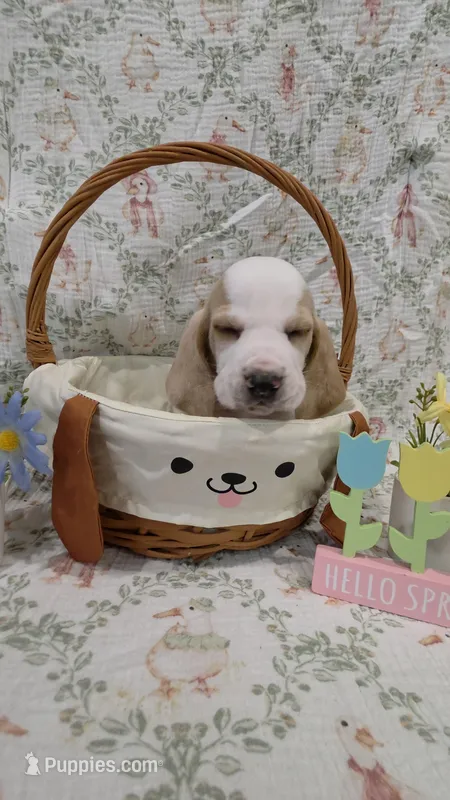 Mordecai – Basset Hound puppy for sale in Bellaire, OH