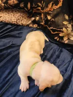 Mordecai, a male Basset Hound for sale in Bellaire, OH – Photo 4 of 6