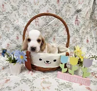 Mordecai, a male Basset Hound for sale in Bellaire, OH – Photo 3 of 6