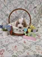 Odette, a female Basset Hound for sale in Bellaire, OH – Photo 3 of 3