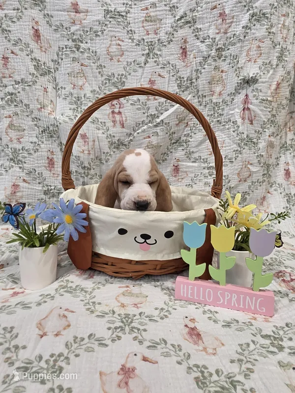 Odette – Basset Hound puppy for sale in Bellaire, OH