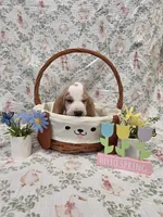 Odette, a female Basset Hound for sale in Bellaire, OH – Photo 1 of 3