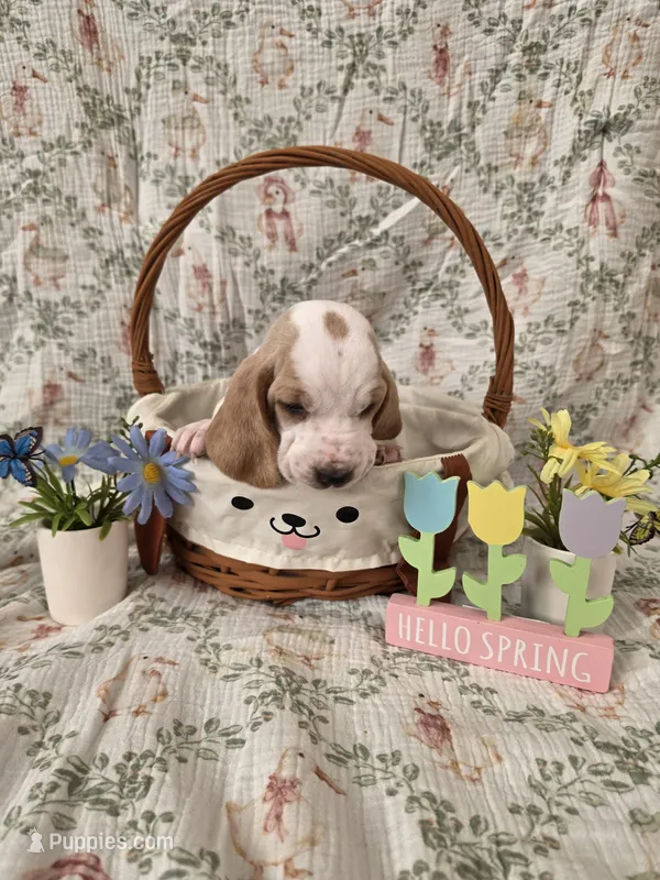 Zevra – Basset Hound puppy for sale in Bellaire, OH