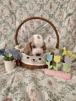 Zevra, a female Basset Hound for sale in Bellaire, OH – Photo 1 of 4