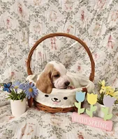 Zevra, a female Basset Hound for sale in Bellaire, OH – Photo 4 of 4