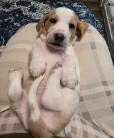 Zevra, a female Basset Hound for sale in Bellaire, OH – Photo 3 of 4