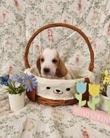 Zevra, a female Basset Hound for sale in Bellaire, OH – Photo 2 of 4