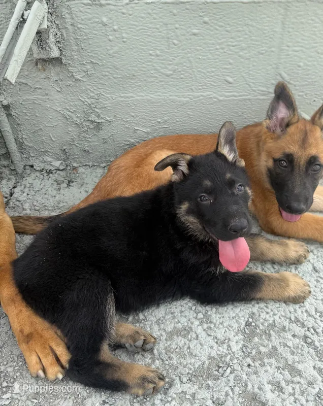 Nini – German Shepherd Dog puppy for sale in Long Beach, CA
