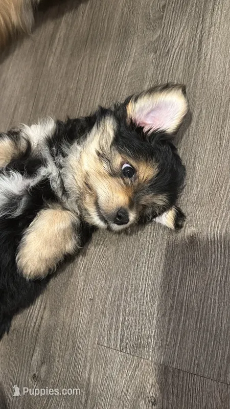 Loki – Yorkipoo, Maltipom puppy for sale in Reno, NV