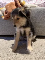 Kiri, a male Yorkipoo and Maltipom for sale in Reno, NV – 5 of 8