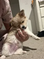 Tobi, a male Yorkipoo and Maltipom for sale in Reno, NV – 9 of 9