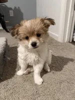 Tobi, a male Yorkipoo and Maltipom for sale in Reno, NV – 7 of 9