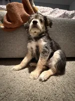 Kiri, a male Yorkipoo and Maltipom for sale in Reno, NV – 4 of 8