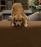 Kody, a male Golden Retriever for sale in Reno, NV – 3 of 8
