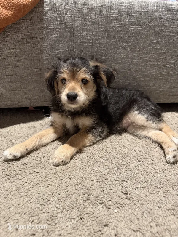 Kiri – Yorkipoo, Maltipom puppy for sale in Reno, NV