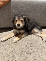Kiri, a male Yorkipoo and Maltipom for sale in Reno, NV – 1 of 8