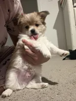 Tobi, a male Yorkipoo and Maltipom for sale in Reno, NV – 5 of 9