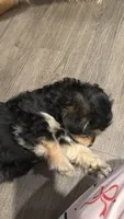 Loki, a male Yorkipoo and Maltipom for sale in Reno, NV – 3 of 5