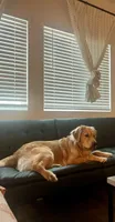 Kody, a male Golden Retriever for sale in Reno, NV – 2 of 8