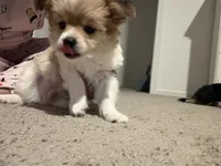 Tobi, a male Yorkipoo and Maltipom for sale in Reno, NV – 3 of 9
