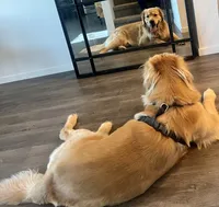 Kody, a male Golden Retriever for sale in Reno, NV – 7 of 8