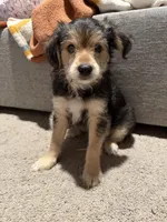 Kiri, a male Yorkipoo and Maltipom for sale in Reno, NV – 2 of 8