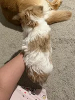 Tobi, a male Yorkipoo and Maltipom for sale in Reno, NV – 4 of 9
