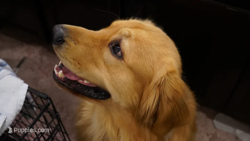 Kody – Golden Retriever puppy for sale in Reno, NV