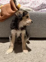 Kiri, a male Yorkipoo and Maltipom for sale in Reno, NV – 3 of 8