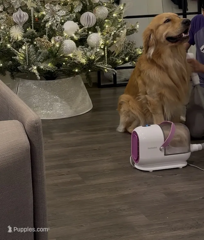 Kody – Golden Retriever puppy for sale in Reno, NV