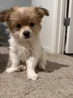 Tobi, a male Yorkipoo and Maltipom for sale in Reno, NV – 6 of 9