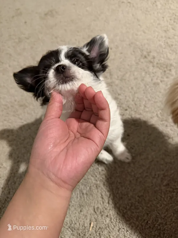 Bambi – Yorkipoo, Maltipom puppy for sale in Reno, NV