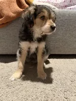 Kiri, a male Yorkipoo and Maltipom for sale in Reno, NV – 8 of 8