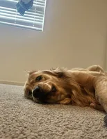 Kody, a male Golden Retriever for sale in Reno, NV – 5 of 8