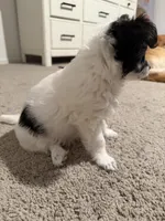 Bambi, a female Yorkipoo and Maltipom for sale in Reno, NV – 6 of 7