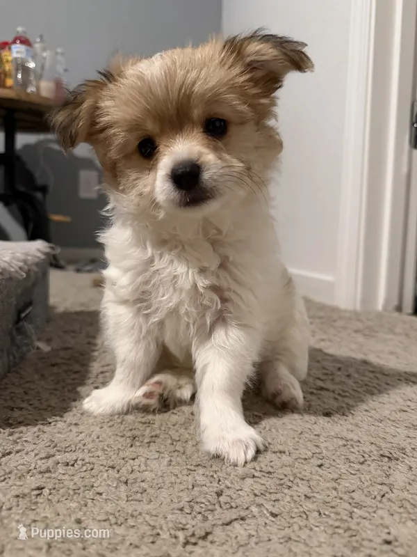 Tobi – Yorkipoo, Maltipom puppy for sale in Reno, NV