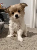 Tobi, a male Yorkipoo and Maltipom for sale in Reno, NV – 1 of 9
