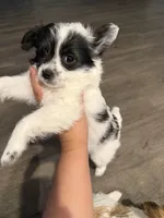 Bambi, a female Yorkipoo and Maltipom for sale in Reno, NV – 7 of 7
