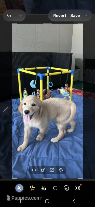 Goldie – Golden Retriever puppy for sale in Lithia, FL