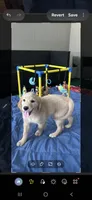 Goldie, a female Golden Retriever for sale in Lithia, FL – 1 of 3