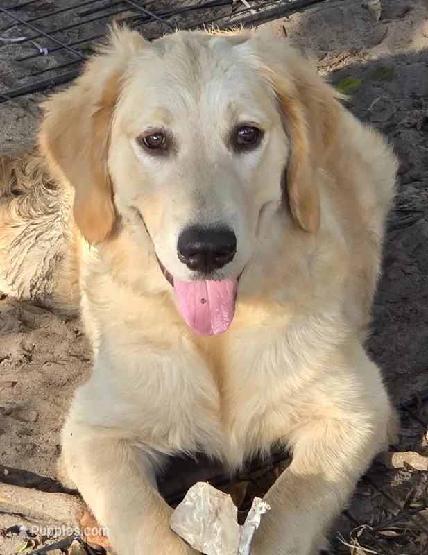 Honey – Golden Retriever puppy for sale in Lithia, FL
