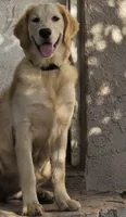 Honey, a female Golden Retriever for sale in Lithia, FL – 3 of 3